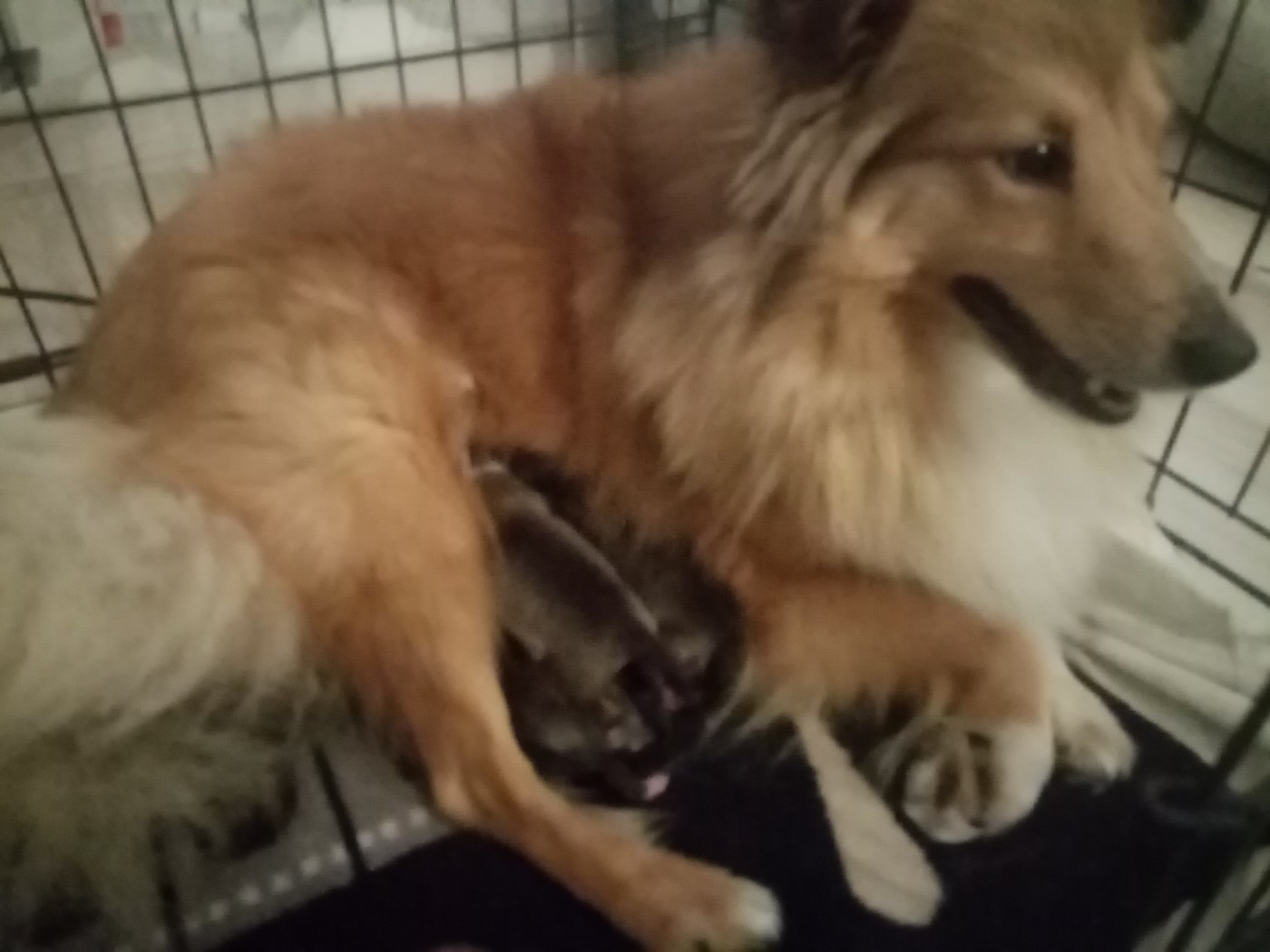 Chiot Shetland Sheepdog Des Berges d'Allier