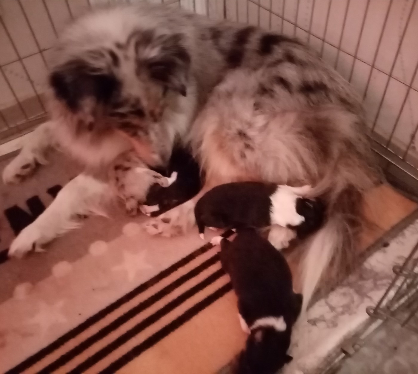 Chiot Shetland Sheepdog Des Berges d'Allier