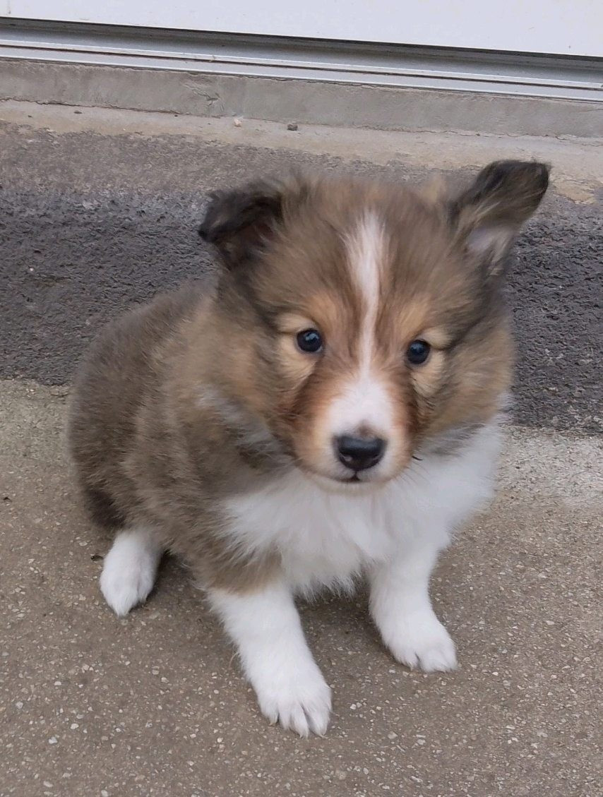 Des Berges d'Allier - Chiots disponibles - Shetland Sheepdog
