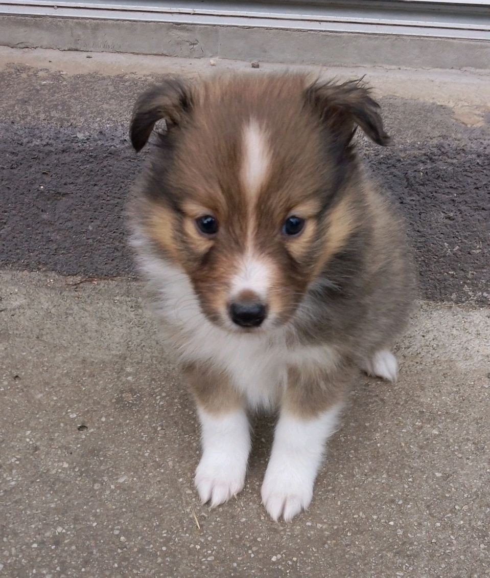 Des Berges d'Allier - Chiots disponibles - Shetland Sheepdog