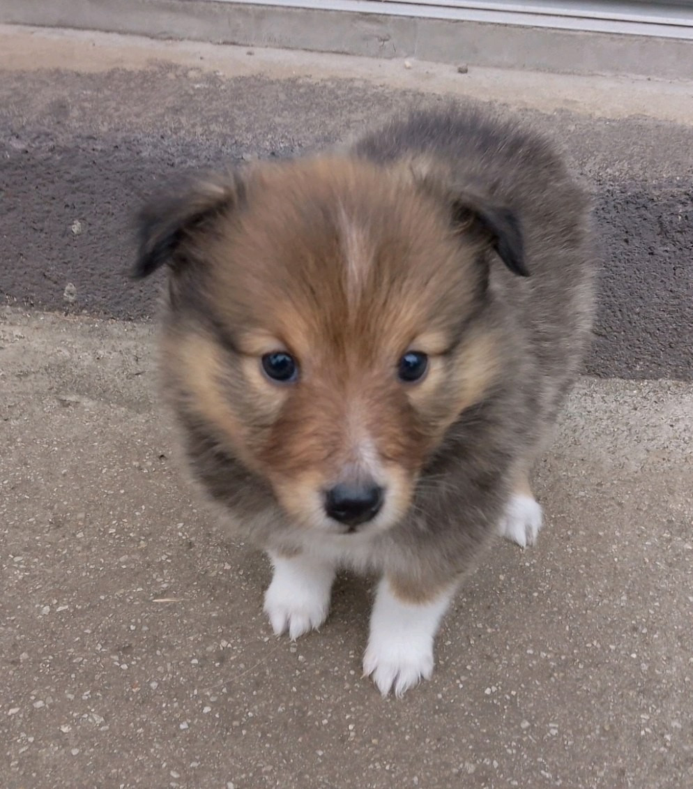 Des Berges d'Allier - Chiots disponibles - Shetland Sheepdog