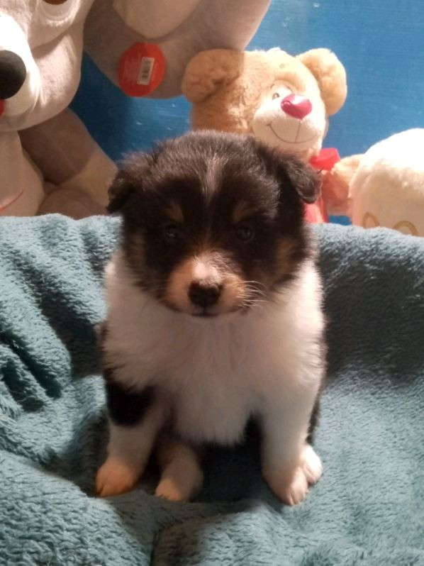 Des Berges d'Allier - Chiots disponibles - Shetland Sheepdog