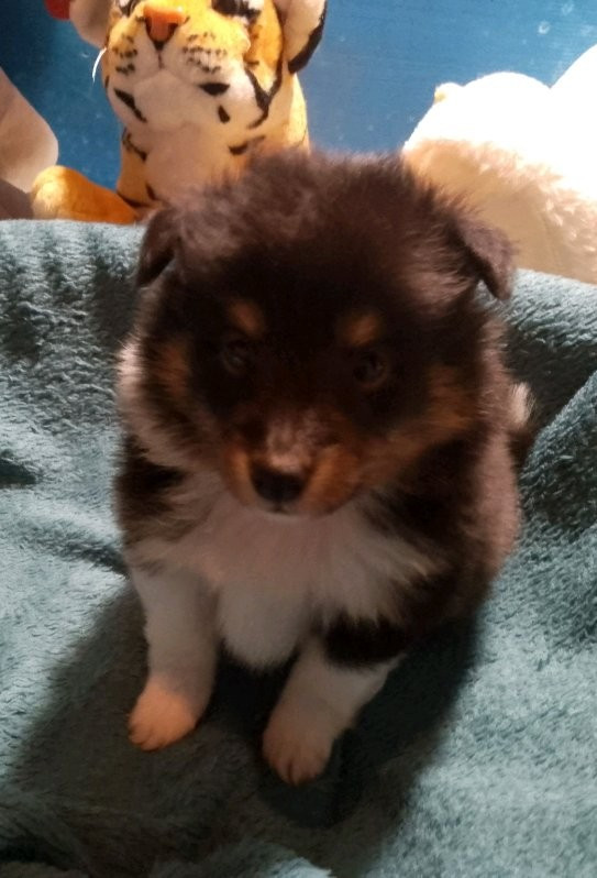 Des Berges d'Allier - Chiots disponibles - Shetland Sheepdog