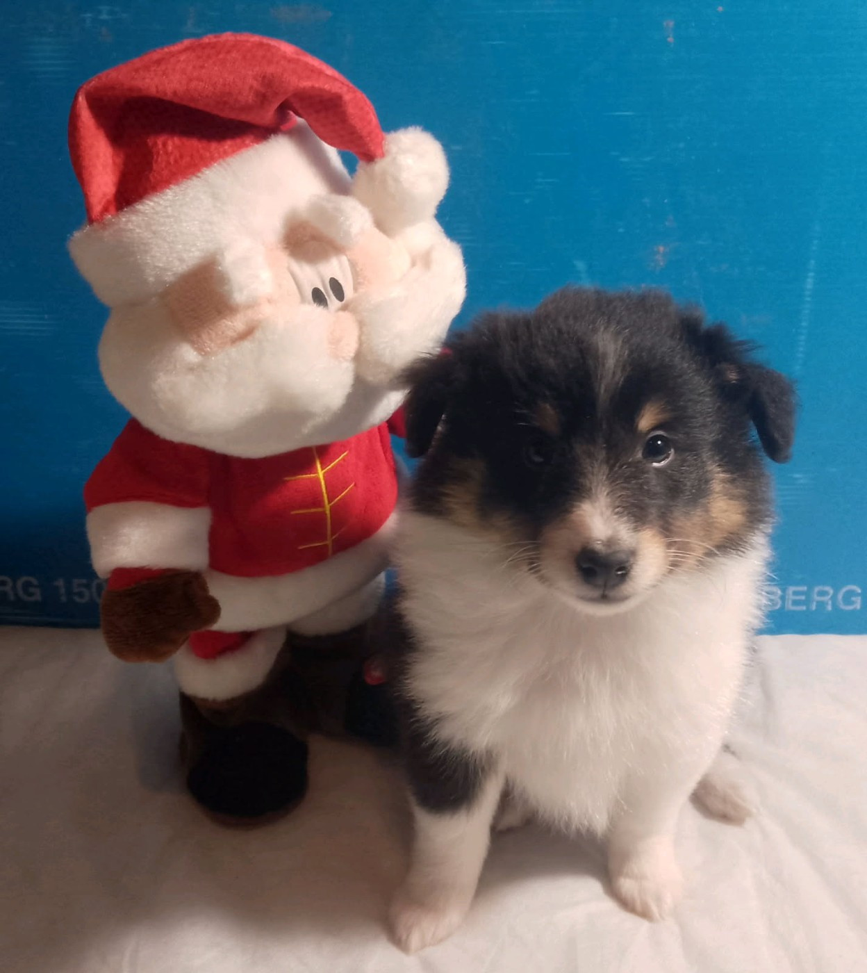 Des Berges d'Allier - Chiots disponibles - Shetland Sheepdog