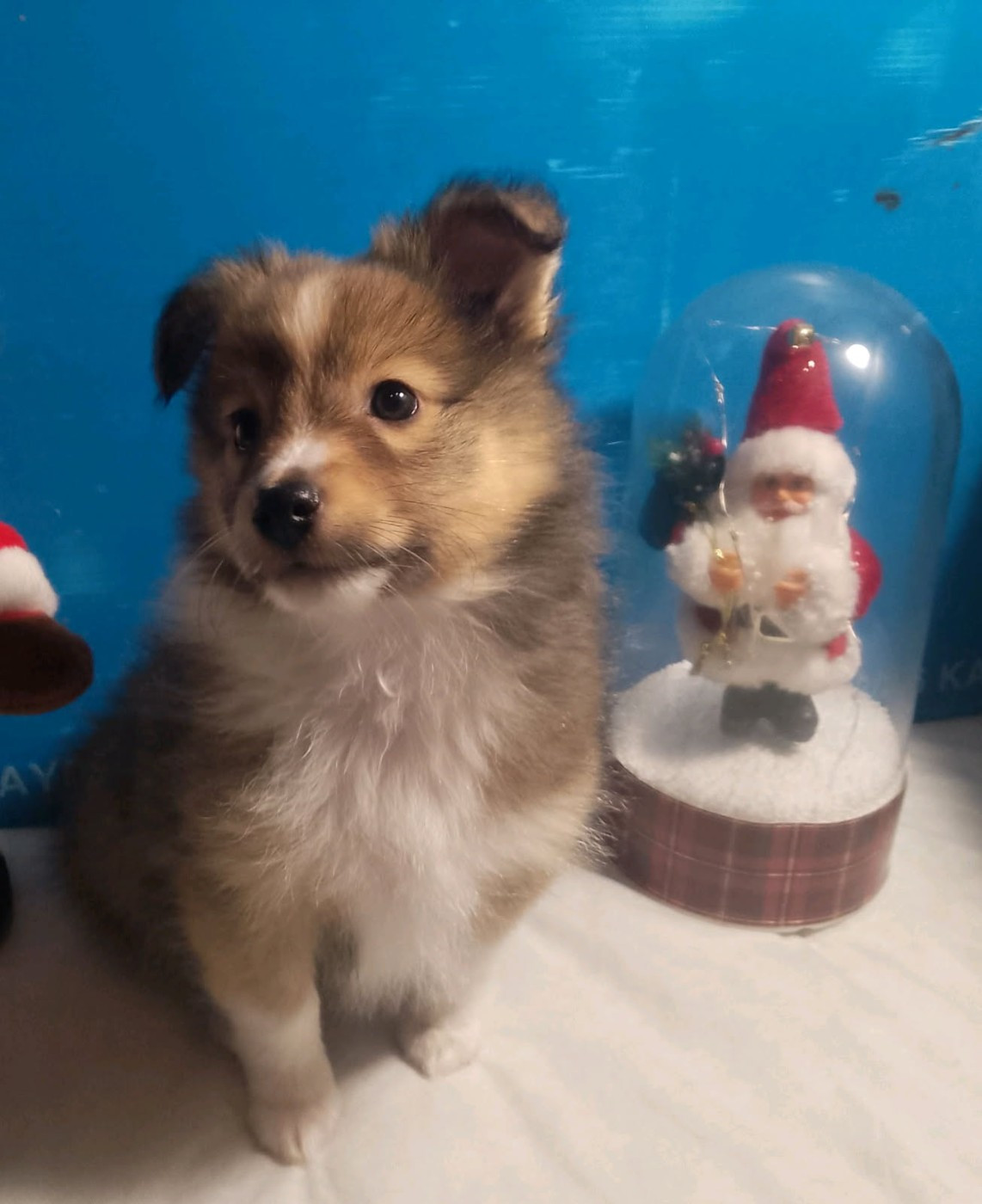 Des Berges d'Allier - Chiots disponibles - Shetland Sheepdog