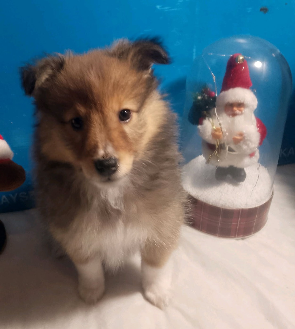 Des Berges d'Allier - Chiots disponibles - Shetland Sheepdog